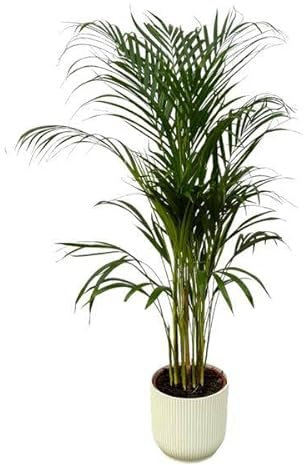 Palmier Areca - 110 cm - Ø 21 cm y compris elho Vibes Fold - Rond - Blanc - D 22 x H 20 cm