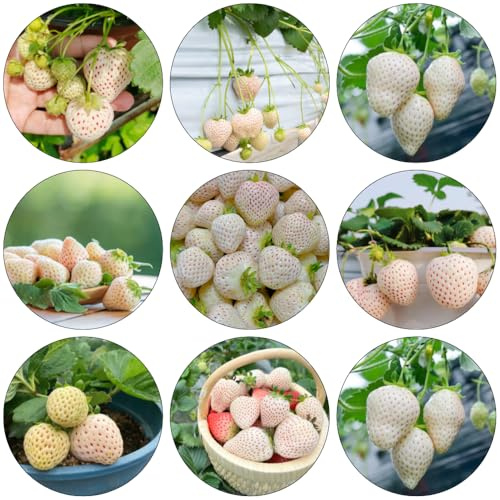 erdbeersamen - erdbeer exotische zimmerpflanzen gewächshaus balkon obstsamen indoor garten balkonpflanze erdbeerpflanzen obstpflanzen zwergobstbäume steingartenpflanzen winterhart 225samen