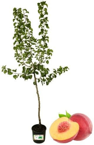 P. Piantine da Orto | Pesca Noce Bianca Precoce, Pianta in Vaso Diametro 22 cm, Pianta da Frutto in Vaso, Pianta Vera da Esterno, Giardino o Vaso in Terrazza, Vivaio Italiano