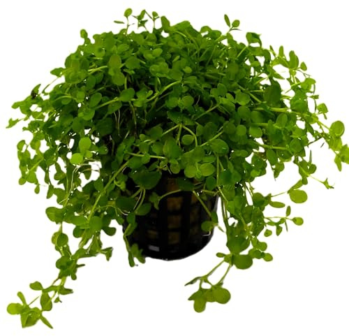 WASSERPFLANZEN WOLFF - ein Topf Monte-Carlo Zwergperlkraut/Micranthemum spec. 'Monte Carlo' - Perlenkraut - Micranthemum tweediei - Mini-Glossostigma/Wasserpfeffer, Teppichbildender Bodendecker