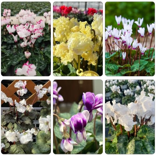 ciclamino balcone giardino reale primavera selvatica balcone semi biologici decorazione balconi estate semi perenni 100pcs