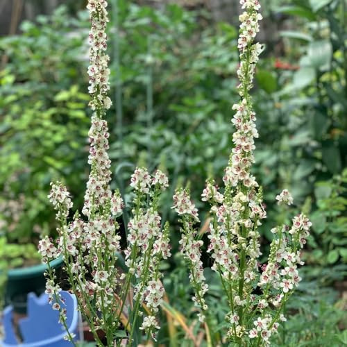 Semi di verbasco, Verbascum thapsus, perenni resistenti di verbasco, Le da balcone sono perenni resistenti autunnali 350pcs