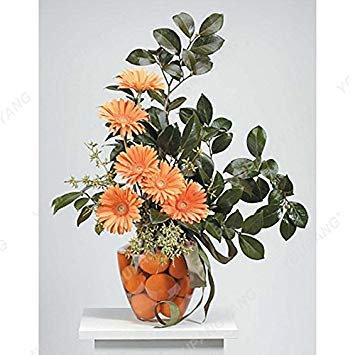 SEMI – 100 Stück Chrysanthemen, halb im Topf in einem Gefäß zum Selbermachen, wenn Sie den Garten in großen Mengen verwenden
