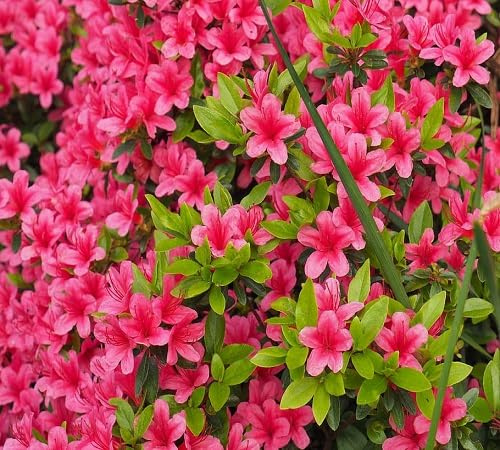 100 graines de fleurs d'azalée rose