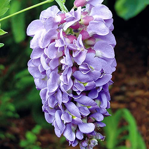 YouGarden Wisteria Amethyst Falls Supplied in a 4L Pot, Plants for Gardens and Outdoors, Garden Ready Plants Supplied as 90-100cm Tall Established Plant Ready to Plant Out