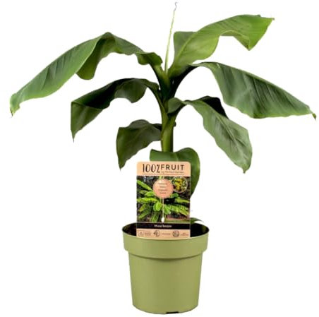 Plant in a Box - Musa Basjoo - Height 55-70cm - Banana Plant Hardy - Outdoor Banana Tree for Garden - Pot 21cm