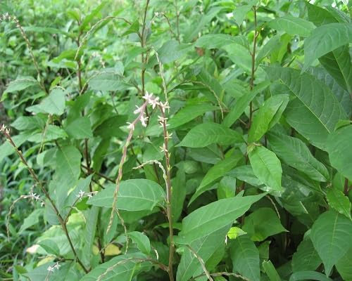 70 graines de plantes vertes Anamu