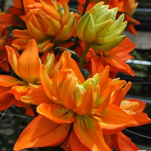 lirio azul rizoma: lilium Tubérculos resistentes - lilium resistente al invierno - Fácil de cultiva-4 Pcs-G