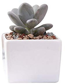 Ganeep Mini macetas de cerámica cuadradas jardineras suculentas decoración del hogar pote de plantas blanco pequeño decorativo moderno