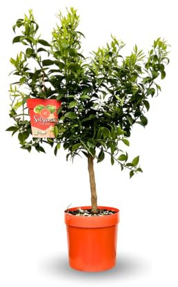 Attitude Jardin - Mandarinier Satsuma - citrus unshiu - agrume méditerranéen - arbre fruitier - 75-85 cm - ⌀ 22 cm - résiste au gel