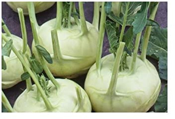 Stk - 200x Kohlrabi Lanro Weiß EKO Gemüse Pflanzen - Samen K527 - Seeds & Plants Shop by Ipsa