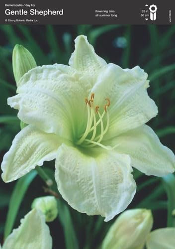 GARTHWAITE NURSERIES® : - Hemerocallis Gentle Shepard Day Lily Plant Bare Root Hardy Summer Perennial