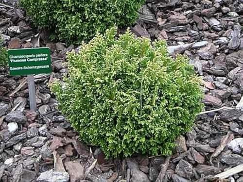 Gelbgrüne Zwerg-Mooszypresse Plumosa Compressa - Chamaecyparis pisifera - 15-20cm