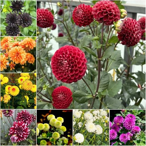 dahlien - deko frühlingsblumen hochbeet balkon frühlingsblüher balkonpflanzen winterhart frühblüher blumenzwiebel 6zwiebeln
