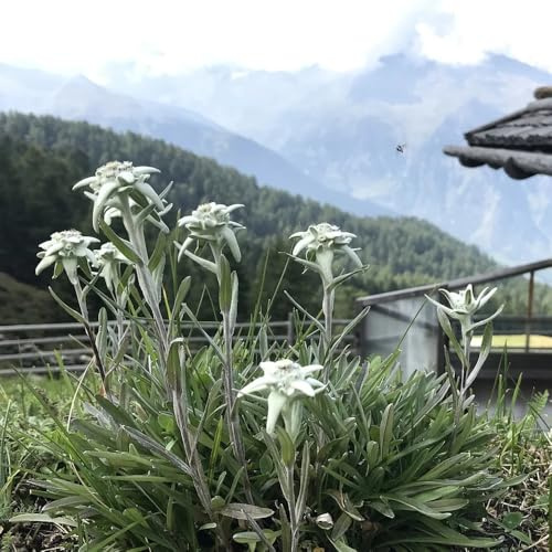 edelweiss frühlingsblumen schmetterlingsflieder steingartenpflanzen sommerblumen pflanztöpfe mehrjährige blumensamen robuste balkonpflanzen winterhart kräutersamen pflanzenkübel 400samen