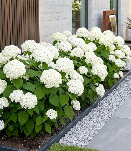 BALDUR Garten 10x Schneeball-Hortensie Annabelle; Pflanzen im 9x9 cm-Topf, | Gartenhortensie winterhart & pflegeleicht, Hydrangea arborescens, blühend, großblumige Freiland-Hortensie