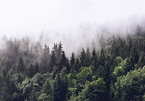 Papier peint forêt brumeuse - Papier peint forêt arbre nature paysage vert blanc - 366 x 254 cm XXL papier peint mural