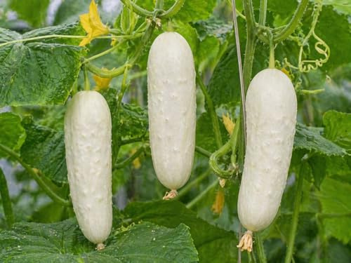 Graines de concombre White Wonder concombre blanc salade goût doux légèrement sucré productif sans amertume semences jardin balcon serre 12 graines Love My Nature