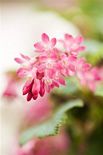 Ribes sanguineum 'King Edward VII' 60–100 cm – Winterhart, Mehrjährig, Pflegeleicht – Blutjohannisbeere – Zierstrauch für Garten & Blütenhecke