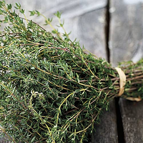 Sobre de Semillas de Plantas Aromáticas Tomillo Fácil de Cultivar Thymus