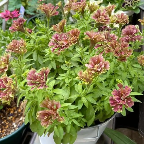 semi di petunia - giardino pascolo perenni resistenti pieno sole 50pcs