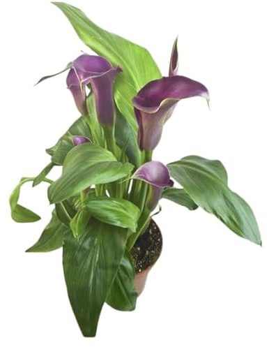 Cala - Planta Natural de Interior y Exterior con Flores Resplandecientes