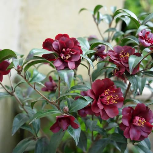 semi di camelia ciondoli resistenti, resistenti, perenni balcone con letti elevati giardino perenni resistenti all'inverno medicinali 180pcs