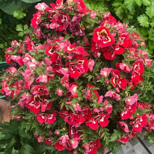 bauernorchideesamen - Schizanthus pinnatus - winterhart garten exotische stauden bio balkon deko 30pcs