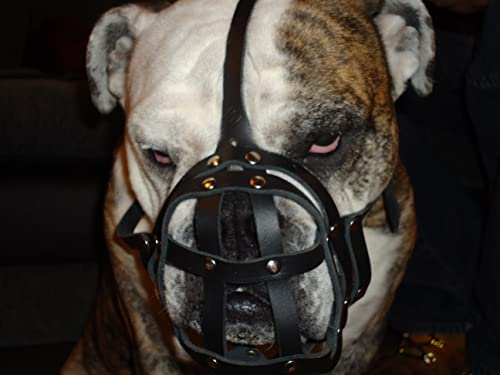Maulkorb aus leichtem Leder für Englische Bulldoggen und andere kurzschnauzige Rassen