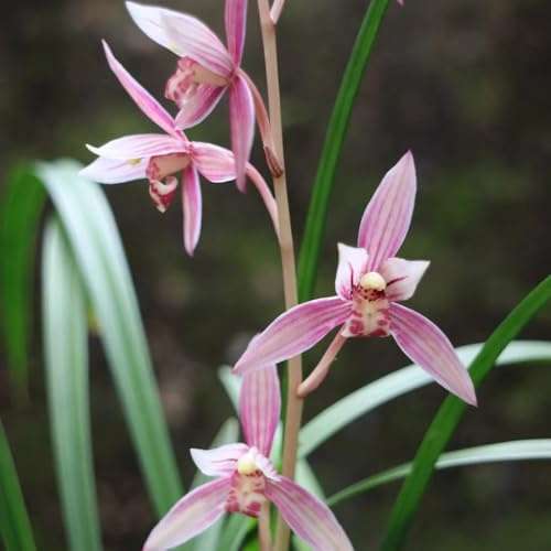Semi di orchidea, Cymbidium, decorazione floreale semi di da balcone da balcone esotiche rare selvatici decorazione del soggiorno 350pcs