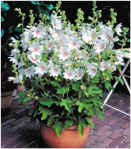 GrowOn Shrubs Dwarf Lavatera x Clementii Barnsley Baby Tree Mallow | Evergreen Shrub | Outdoor Garden Ready Plant | Summer Flowering | Light Pink, White Flowers