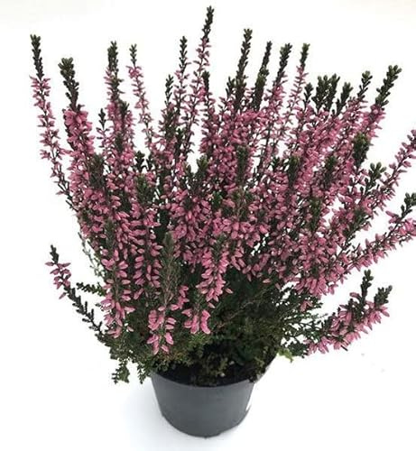 Brezo o Brecina Natural Planta de Hojas y Flores Pequeñas