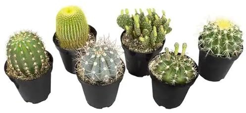 Mix de Seis Cactus Naturales Mini Plantas Ideales para Decorar el Hogar