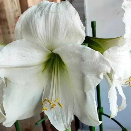 Amaryllis zwiebel Amaryllis -Hausgartendekoration -Amaryllis zwiebeln in wachs -Maryllis pflanze -Winterharte Stauden -Hausgartendekoration