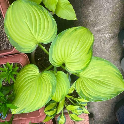 Semi di Hosta, da giardino Hosta plantaginea, semi di selvatici da giardino roccioso resistenti da balcone 100pcs