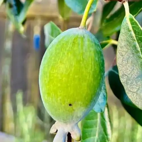 feijoa Coltivazione di da nani da colonnari biologiche colonnare giardino giardino perenni resistenti decorazioni per esterni arredamento del 100semi