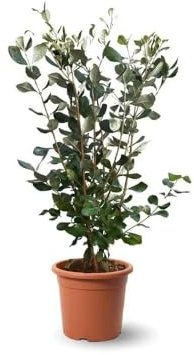 Attitude Jardin - Feijoa sellowiana - arbuste persistant - 50-60 cm - ⌀ 21 cm - plante d'extérieur