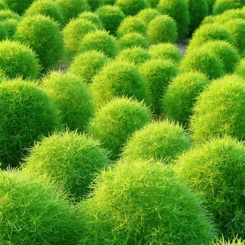 Kochia scoparia - pflanzensamen zimmerpflanze zimmerpflanzen küchenkräuter bonsai topf bodendecker winterhart mehrjährig hochbeete für garten wildkräuter winterharte kübelpflanzen 700samen