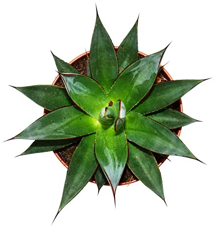Agave Shaka Zulu 15cm Topf sukkulente Zimmerpflanze