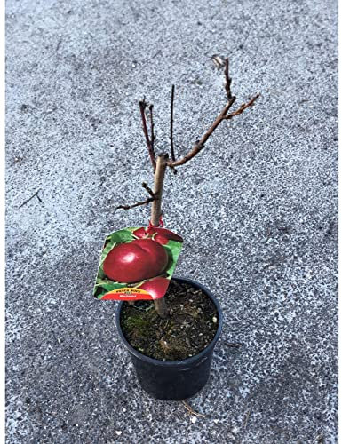 Albero NANO di Pesco (Varietà inviata in base alla disponibilità in vivaio)