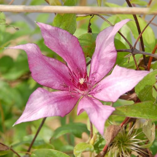 Clematis ‘Giselle’ evipo051 - Hardy Shrub with Deep Maroon Blooms, Easy to Grow, Ideal for Containers and Trellises – 1x 3 Litre Potted Plant by Thompson & Morgan