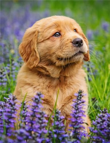 Aimaor Malen Nach Zahlen Erwachsene,Hund Blume Paint by Numbers Adult Bastelset Malen-Nach-Zahlen Kinder Anfänger Leinwand Kreativ Set DIY Set Malen nach Zahlen（DIY Frame） 50x65cm