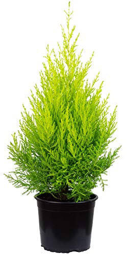 Goldcrest Wilma - Pirámide de habitación (65 cm de altura, 17 cm de diámetro)