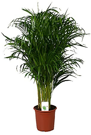 Goldfruchtpalme, Areca Palme, (Areca Chrysalidocarpus) Zimmerpalme, Zimmerpflanze, (ca. 110cm hoch, im 21cm Topf)