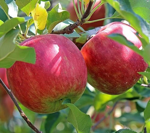 40 graines de pomme rouge