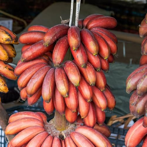 Semi di banano - di banana comprare esotiche vecchie varietà da giardino frutto colonnare resistente da balcone serre balcone esterno 120pcs