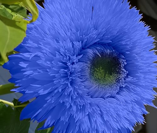 50 Teddy Bear Sunflower Seeds, Dwarf Double Bloom, Golden Yellow, Full Sun, Easy to Grow, Great for Containers