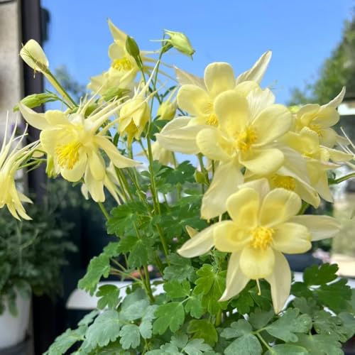 semillas de aguileña orgánicas, interior jardín balcón exóticas 150pcs