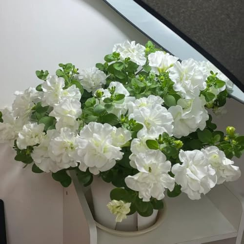 Semillas de petunias colgantes - orgánicas, variedades tradicionales para decoración, primavera, resistentes para el jardín 250pcs