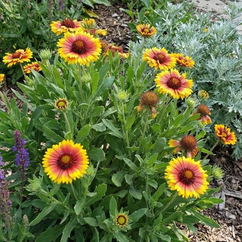 Bloomique - Juego de 3 - Gaillardia Arizona Sun - Flor de escarapela - Floración abundante - Resistente al invierno - Perenne - 10-20 cm de altura - Maceta de 9 cm